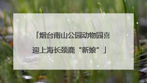 烟台南山公园动物园喜迎上海长颈鹿“新娘”