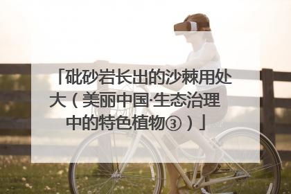砒砂岩长出的沙棘用处大（美丽中国·生态治理中的特色植物③）