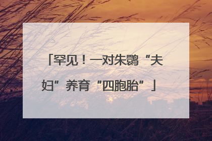 罕见！一对朱鹮“夫妇”养育“四胞胎”