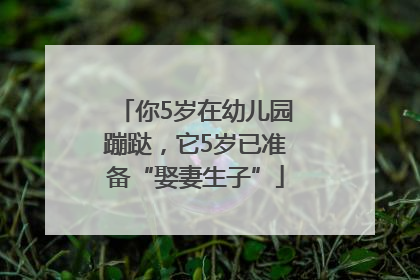 你5岁在幼儿园蹦跶，它5岁已准备“娶妻生子”