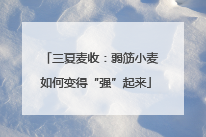 三夏麦收：弱筋小麦如何变得“强”起来