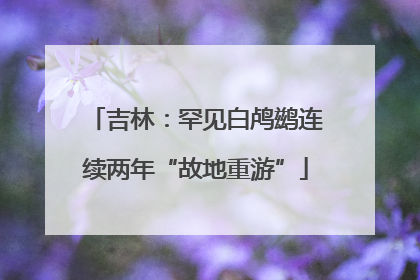 吉林：罕见白鸬鹚连续两年“故地重游”