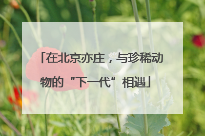 在北京亦庄，与珍稀动物的“下一代”相遇