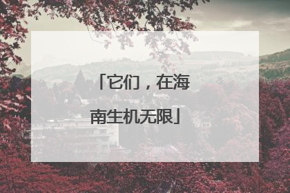 它们，在海南生机无限