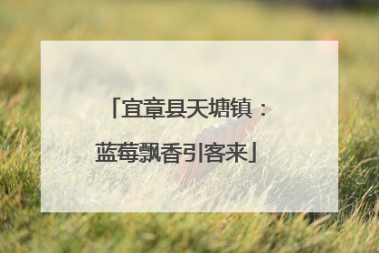 宜章县天塘镇：蓝莓飘香引客来