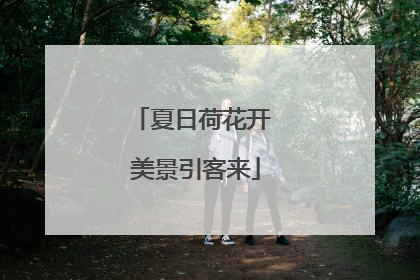 夏日荷花开 美景引客来