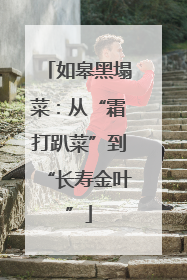 如皋黑塌菜：从“霜打趴菜”到“长寿金叶”