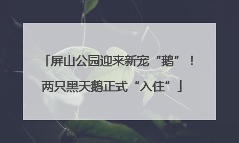 屏山公园迎来新宠“鹅”！两只黑天鹅正式“入住”