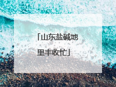 山东盐碱地里丰收忙