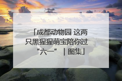 成都动物园 这两只黑猩猩萌宝陪你过“六一”｜图集
