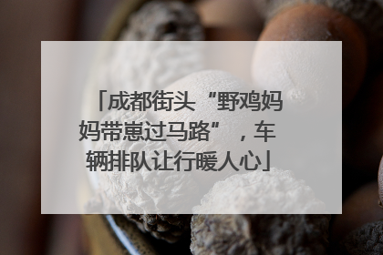 成都街头“野鸡妈妈带崽过马路”，车辆排队让行暖人心