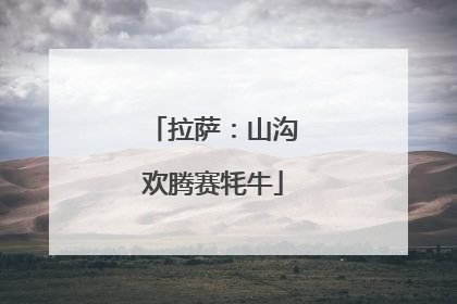拉萨：山沟欢腾赛牦牛