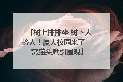 树上排排坐 树下人挤人！厦大校园来了一窝猫头鹰引围观