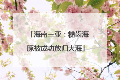 海南三亚：糙齿海豚被成功放归大海