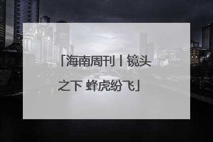 海南周刊丨镜头之下 蜂虎纷飞