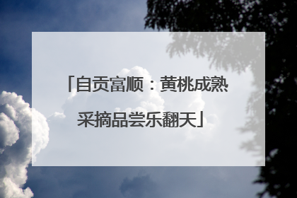 自贡富顺：黄桃成熟 采摘品尝乐翻天