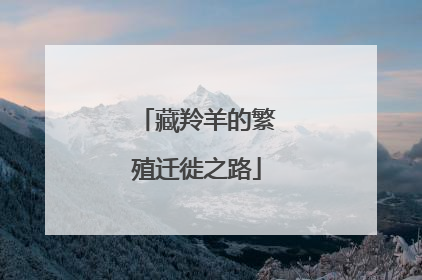 藏羚羊的繁殖迁徙之路