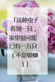 这种虫子看到一只，家里很可能已有一万只（不是蟑螂）