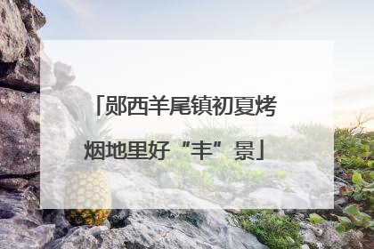 郧西羊尾镇初夏烤烟地里好“丰”景