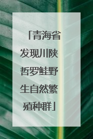 青海省发现川陕哲罗鲑野生自然繁殖种群
