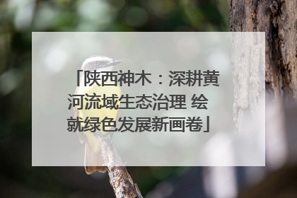 陕西神木：深耕黄河流域生态治理 绘就绿色发展新画卷