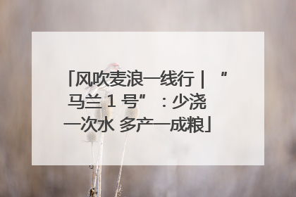 风吹麦浪一线行｜“马兰 1 号”：少浇一次水 多产一成粮