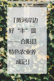 黄河岸边好“丰”景——合阳县特色农业养成记