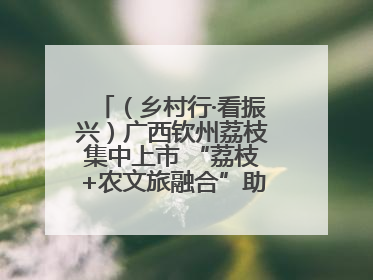 （乡村行·看振兴）广西钦州荔枝集中上市 “荔枝+农文旅融合”助农增收