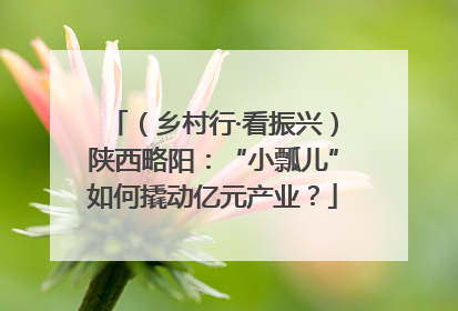 （乡村行·看振兴）陕西略阳：“小瓢儿”如何撬动亿元产业？