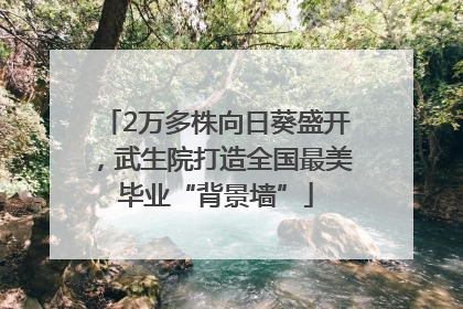 2万多株向日葵盛开，武生院打造全国最美毕业“背景墙”